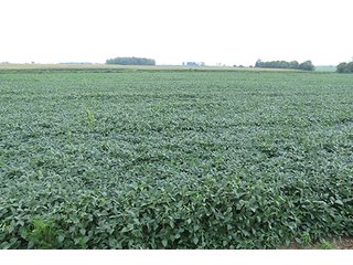 Tract 5 - OHIO REAL ESTATE AUCTION, 198+/- Acres offered in 6 Tracts